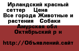 Ирландский красный сеттер. › Цена ­ 30 000 - Все города Животные и растения » Собаки   . Амурская обл.,Октябрьский р-н